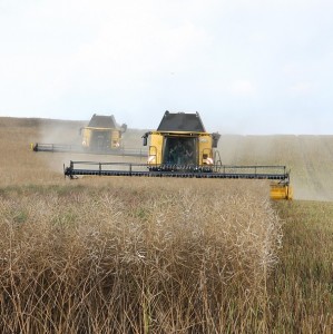 Ernte: Umverteilung lässt Landverbrauch kurzfristig ansteigen (Foto: pixabay.com, Stefan-1983)