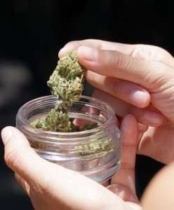 Cannabis: Legalisierung ist eine Gefahr für psychisch Kranke (Foto: Elsa Olofsson, pixabay.com)