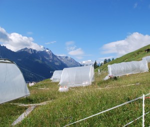 Tests im Tiroler Stubaital: Klimaerwärmung schädlich für CO2-Haushalt (Foto: Eva Fessler/uibk.ac.at)