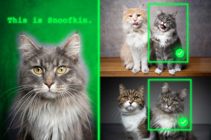 KI erkennt die richtige Katze, auch wenn sie anders aussieht (Bilder: mit.edu)