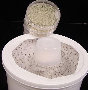 Pilzfalle für gefährliche Mücken (Foto: Mark Sherwood, Raymond St. Leger, umd.edu) Pilzfalle für gefährliche Mücken (Foto: Mark Sherwood, Raymond St. Leger, umd.edu)