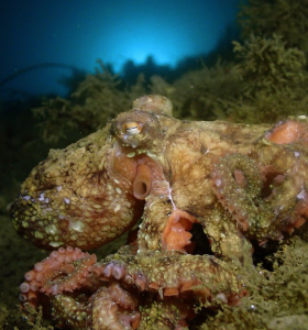 Fast perfekt getarnter Oktopus: Forscher erzeugen Pigmente (Foto: Charlotte Seid/scripps.ucsd.edu) Fast perfekt getarnter Oktopus: Forscher erzeugen Pigmente (Foto: Charlotte Seid/scripps.ucsd.edu)