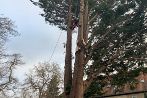 Baumfällung mit Seilklettertechnik in Berlin: Nadelbaum Tthuja (Foto: Baumpflege Kasper GmbH) Baumfällung mit Seilklettertechnik in Berlin: Nadelbaum Tthuja (Foto: Baumpflege Kasper GmbH)
