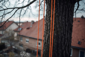 Seilgestützte Baumfällung: Optimal für dicht bebaute Stadtgebiete (Foto: Pawel K.)