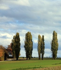 Pappeln: Pflanzen produzieren künftig Chemikalien und Sprit (Foto: Anna, pixabay.com)