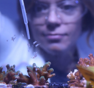Fütterung der Korallenlarven mit wichtigen Lipiden (Foto: Hadley England, uts.edu.au)