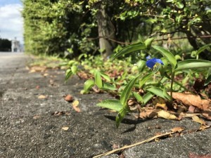 Asiatische Tagblume: Riss im Asphalt reicht aus (Foto: Nakata Taichi et al, Journal of Ecology)