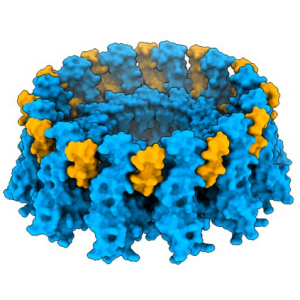 Proteine, die Fette im Körper steuern, in Großaufnahme (Foto: utdallas.edu)