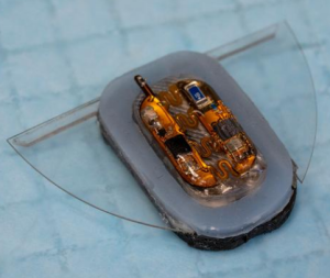 Blick in das Innere des neuen Hightech-Rochen-Roboters (Foto: nus.edu.sg)