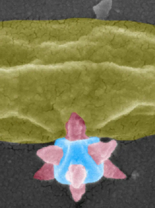 MOF-Spitze bohrt sich in ein Bakterium (Foto: Zhejian Cao, chalmers.se)