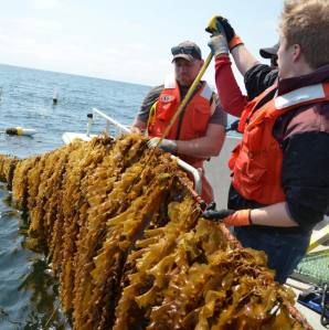 Seetang-Ernte: Farmer können Produktionskosten stark senken (Foto: Toby Dewhurst, kelsonmarine.com) Seetang-Ernte: Farmer können Produktionskosten stark senken (Foto: Toby Dewhurst, kelsonmarine.com)
