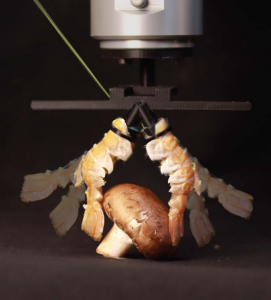 Revolutionäre Hightech-Greifer aus zwei Langusten-Exoskeletten (Foto: epfl.ch) Revolutionäre Hightech-Greifer aus zwei Langusten-Exoskeletten (Foto: epfl.ch)