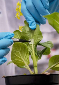 Befestigung des innovativen Düngepflasters unter einem Blatt (Foto: nus.edu.sg) Befestigung des innovativen Düngepflasters unter einem Blatt (Foto: nus.edu.sg)