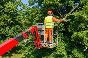 Einsatz einer Hebebühne bei Baumkontrolle vor einer Baumfällung (Foto: Pawel Kowalczyk)