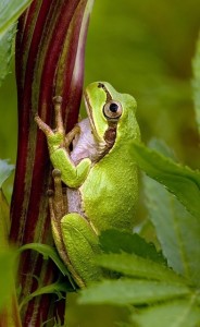 Frosch: Diese Art hilft künftig bei der Tumorbekämpfung (Foto: WikiImages, pixabay.com)