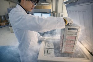 Kryokonservierung: iPS-Zellen behalten ihre Eigenschaften (Foto: Uchida Satoru, kobe-u.ac.jp) Kryokonservierung: iPS-Zellen behalten ihre Eigenschaften (Foto: Uchida Satoru, kobe-u.ac.jp)