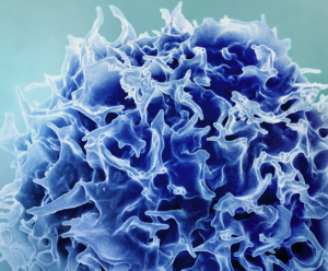 Produktion von T-Zellen: Der Prozess lässt sich ankurbeln (Foto: NIAID/MIT)