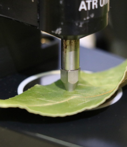 Blattprüfung: So wird der Reifegrad von Früchten bestimmt (Foto: urv.cat)