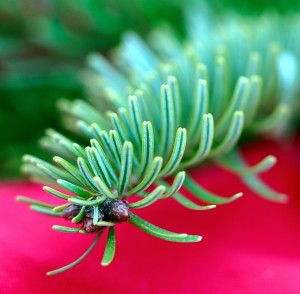 Tannenzweig: Geruch gut für das Gemüt und das Immunsystem (Foto: pixabay.com, matthiasboeckel)