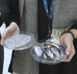 Muschelschalen und daraus hergestelltes Granulat (Foto: Gorka Estrada)