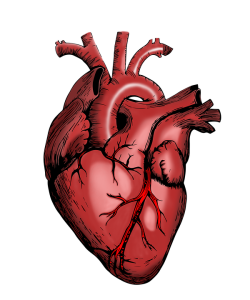 Herz: Zahlreiche Faktoren lassen Organ vorzeitig altern (Illustration: mandrakept, pixabay.com)