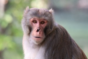 Rhesusaffe: Tiere laut Studie ideale Modelle für die Forschung (Foto: pixabay.com, Jurrien Brondijk)
