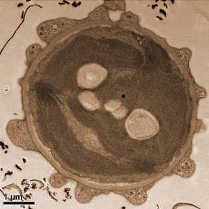Elektronenmikroskopische Aufnahme einer mit Espresso vorbehandelten Alge (Foto: tugraz.at) Elektronenmikroskopische Aufnahme einer mit Espresso vorbehandelten Alge (Foto: tugraz.at)