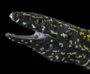 Profilbild einer männlichen Mauereidechse mit 