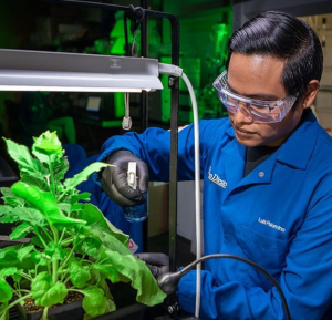 Luis Palomino: Pflanze wird mit schützendem Polymer besprüht (Foto: David Baillot, ucsd.edu)