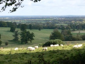 Wytham Woods: Hier ist mehr Mikoplastik als in der Stadt (Foto: ox.ac.uk)
