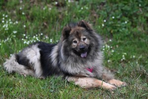 Hund: Belasteter Kot ist schädlich für die Umwelt (Foto: pixabay.com, JackieLou DL)