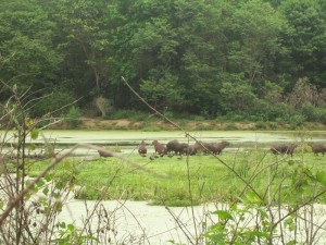 Naturschutzgebiet: Moskitos suchen sich neue Wirte (Foto: Cecilia Ferreira de Mello)