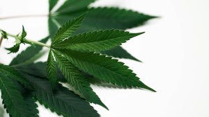 Beste Schweizer Qualität für Ihr Genussritual (Bild: 2H Media/Unsplash)