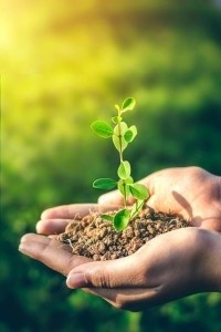 Pflanze: Diese wächst bald mit umweltfreundlichem Dünger (Foto: Jatinder Jeetu, pixabay.com) Pflanze: Diese wächst bald mit umweltfreundlichem Dünger (Foto: Jatinder Jeetu, pixabay.com)