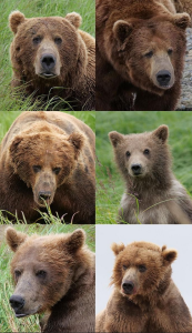 Kleine Auswahl der Fotos für das KI-Training (Fotos: Beth Rosenberg, alaskapacific.edu)