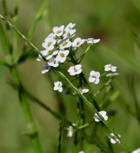 Acker-Schmalwand: Pflanze warnt Artgenossen bei Stress (Foto: Annette Meyer, pixabay.com)