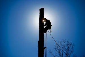 Baumarbeiten mit Seilklettertechnik (Bild: Baumpflege Sausen) Baumarbeiten mit Seilklettertechnik (Bild: Baumpflege Sausen)