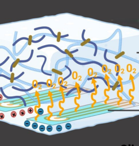 Schematische Darstellung der neuartigen Wundheilung (Illustration: Iman Noshadi, ucr.edu)