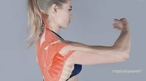 Intelligente Gebrauchsanweisung für ihren Körper in 3D (Bild: Spiraldynamik®)