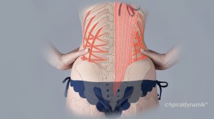 3D-Wirbelsäulentherapie live in Berlin (Bild: Spiraldynamik®)