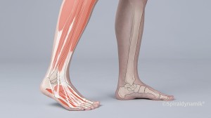 Die neue Fussschule (Bild: Spiraldynamik®) Die neue Fussschule (Bild: Spiraldynamik®)