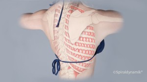 Wirbelsäulentherapie (Bild: Spiraldynamik®)