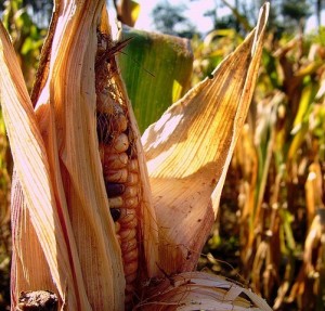Mais: Risikoscheue bringen ihre Ernte schnell auf den Markt (Foto: Abel Domínguez, pixabay.com)