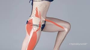 Kreuz, Becken, Hüfte (Bild: Spiraldynamik®)