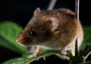 Maus: ideales Versuchstier für die Wissenschaft (Foto: pixabay.com, Martin)