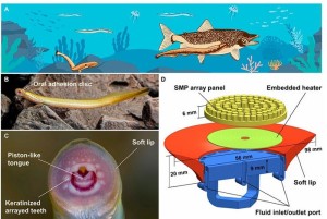 Neunauge-Saugnapf: Original und technische Adaption (Illustration: Cyborg and Bionic Systems)