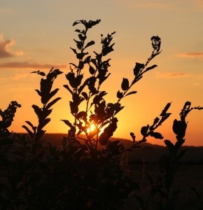 Pflanzen beim Sonnenuntergang: haben Strategie gegen Hitzestress (Foto: xDeathlyWolf93x/pixabay.com)