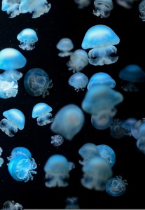 Leuchtfähigkeit von Pilzen: soll Pflanzen künftig besser schützen (Bild: wal_172619, pixabay.com)