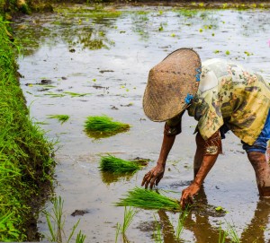 Reisanbau: muss künftig seltener erfolgen (Foto: SIRAG ALGAER, pixabay.com)