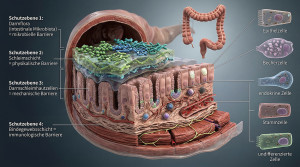 Forschung: Darmbarriere ist Schlüssel für gesundes Mikrobiom (Copyright: ZEOLITH WISSEN)